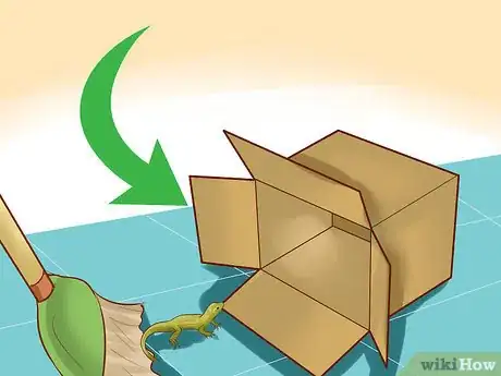 Image titled Catch a Lizard in the House Step 8