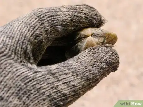 Image titled Shuck Clams Step 6Bullet1