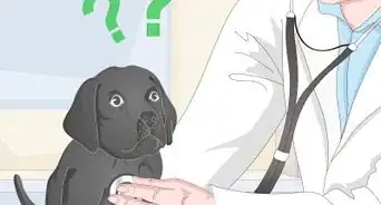 Get a Puppy to Sleep