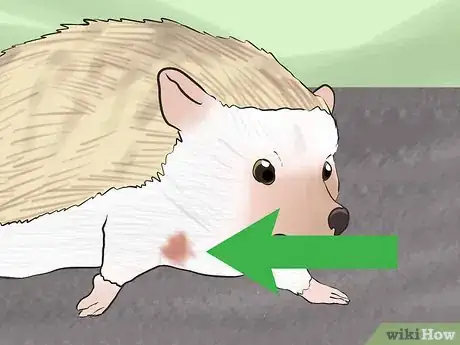 Image titled Buy a Hedgehog Step 12