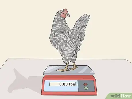 Image titled Raise Meat Chickens Step 21