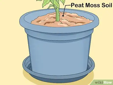 Image titled Prune Patio Tomatoes Step 10