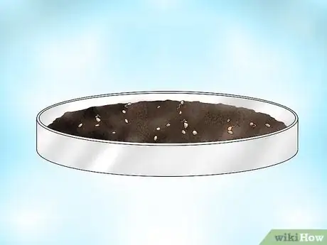 Image titled Grow Bacopa Plants Step 3