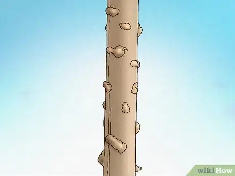 Image titled Prune a Tulip Magnolia Step 7