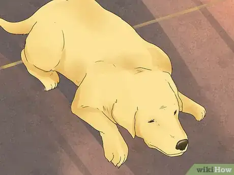 Image titled Diagnose and Treat Dog Diarrhea Step 4