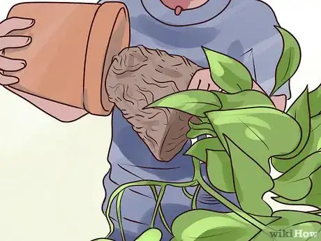 Image titled Rejuvenate an Overgrown Houseplant Step 5