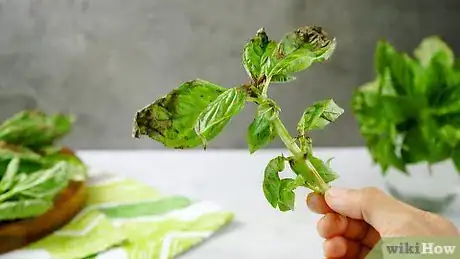 Image titled Preserve Basil Step 3