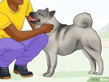 Image titled Identify a Norwegian Elkhound Step 7
