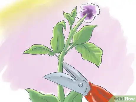 Image titled Plant Pansies in Containers and Pots Step 12