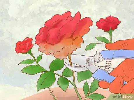 Image titled Grow Roses Organically Step 8