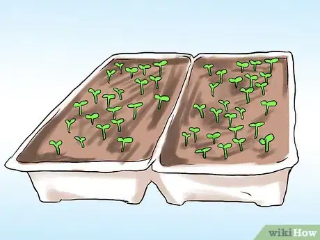 Image titled Grow Mint in a Pot Step 6