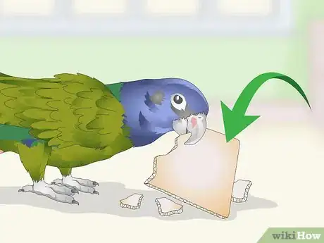 Image titled Keep a Pionus Parrot Entertained Step 3