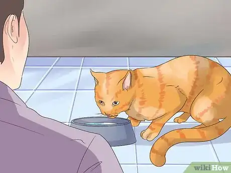 Image titled Prevent Cat Hairballs Step 7