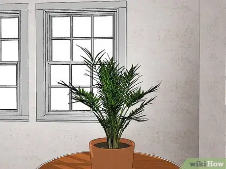 Image titled Plant an Areca Palm Step 13