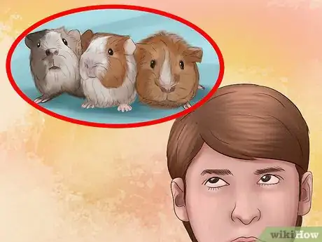 Image titled Adopt a Guinea Pig Step 4