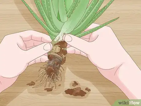 Image titled Why Does Your Aloe Plant Stink Step 6