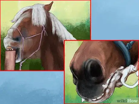 Image titled Spot Ulcer Symptoms in Horses Step 4