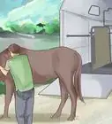 Trailer a Horse