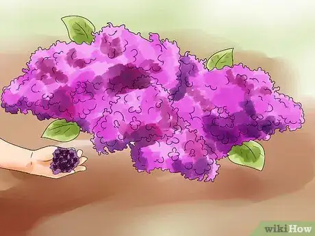 Image titled Grow Lilacs Step 6