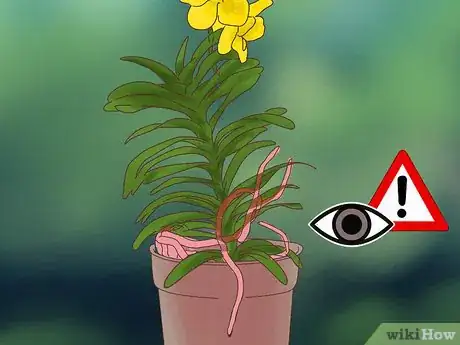 Image titled Grow Vanda Orchids Step 3