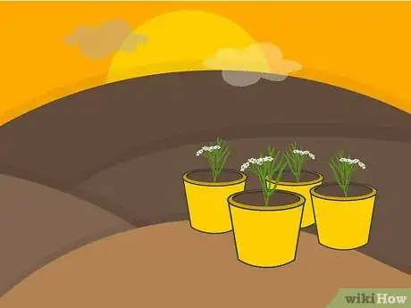 Image titled Grow Cumin Step 12