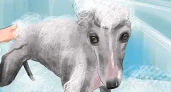 Care for an Italian Greyhound