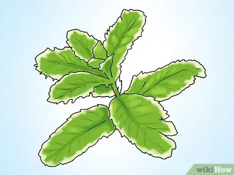 Image titled Grow Mint in a Pot Step 3