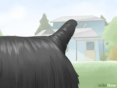 Image titled Identify a Silky Terrier Step 7