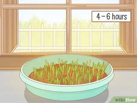 Image titled Grow Wheatgrass Without Soil Step 13