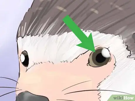 Image titled Buy a Hedgehog Step 10