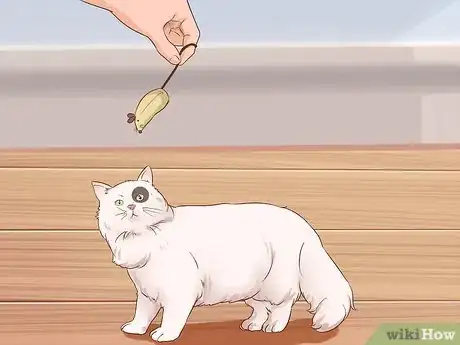 Image titled Train Your Cat to Fetch a Toy Mouse Step 5