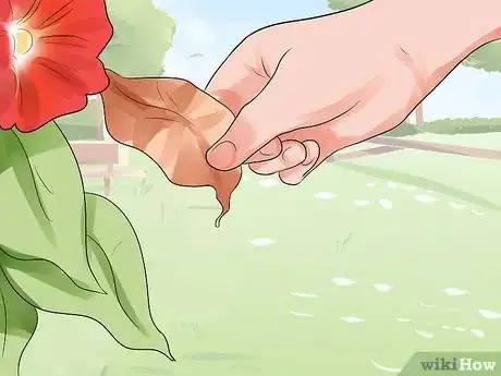 Image titled Grow Morning Glories Step 16