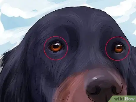 Image titled Identify a Gordon Setter Step 7