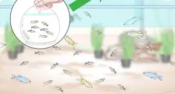 Breed Livebearing Tropical Fish