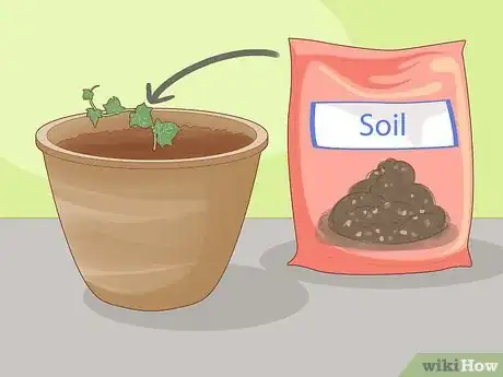 Image titled Keep an Ivy Plant Healthy Step 2