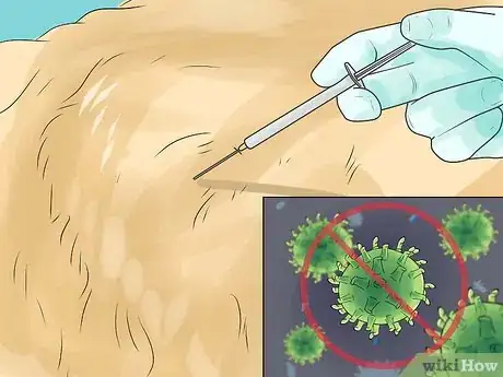 Image titled Prevent Dog Cancer Step 2