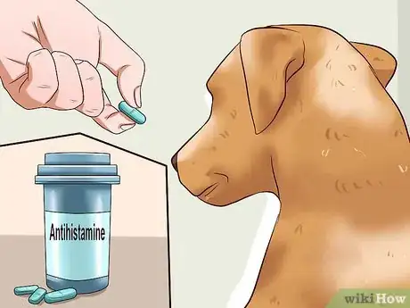 Image titled Diagnose and Treat Your Dog's Itchy Skin Problems Step 15
