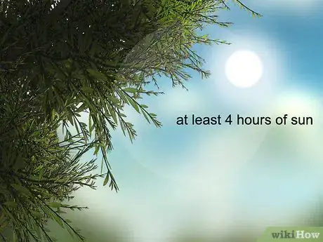 Image titled Grow Endive Step 1