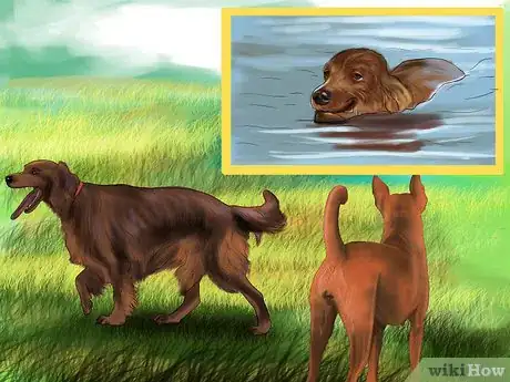 Image titled Care for an Irish Setter Step 2