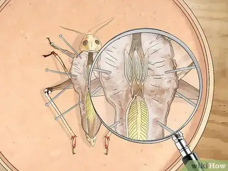 Image titled Dissect a Locust Step 8