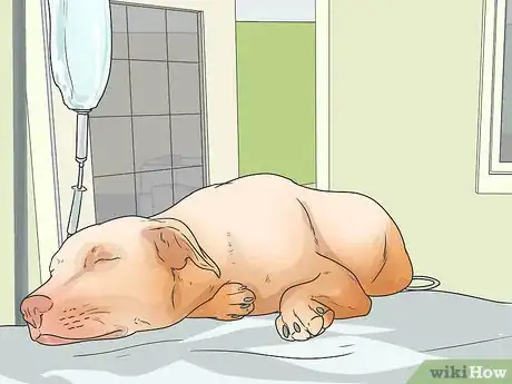 Image titled Treat Canine Leptospirosis Step 9