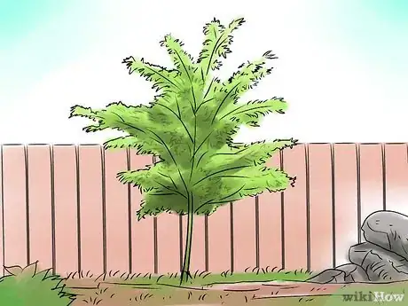 Image titled Grow a Japanese Maple Step 1