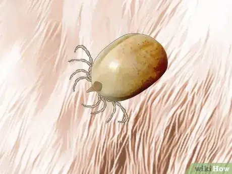 Image titled Identify Canine Tick Problems Step 6