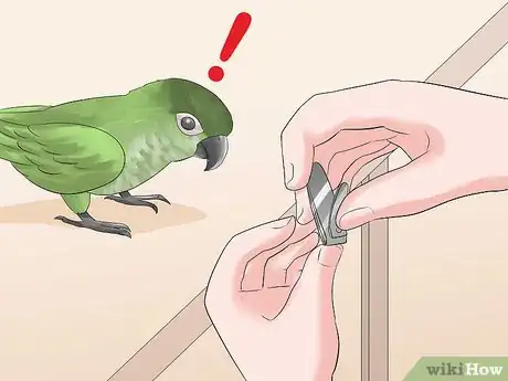 Image titled Keep a Conure Groomed Step 7