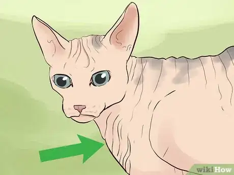 Image titled Identify a Sphynx Cat Step 1