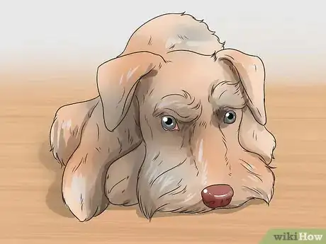 Image titled Diagnose Diabetes in Miniature Schnauzers Step 8