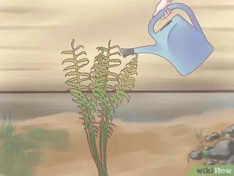Image titled Grow Ferns Step 15