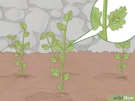 Image titled Grow Feverfew Step 13