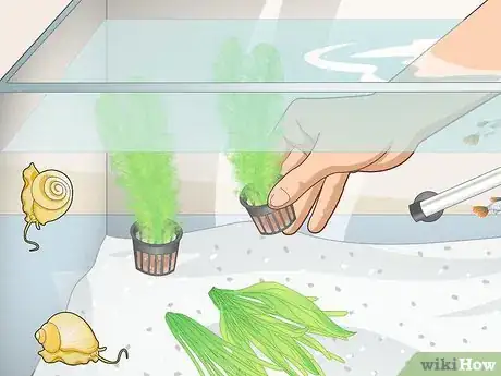 Image titled Avoid Algae in an Aquarium Step 10