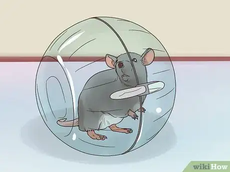 Image titled Exercise a Pet Rat Step 6